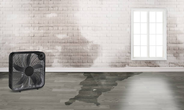 Best Carpet water damage restoration  in Nd Point, WI
